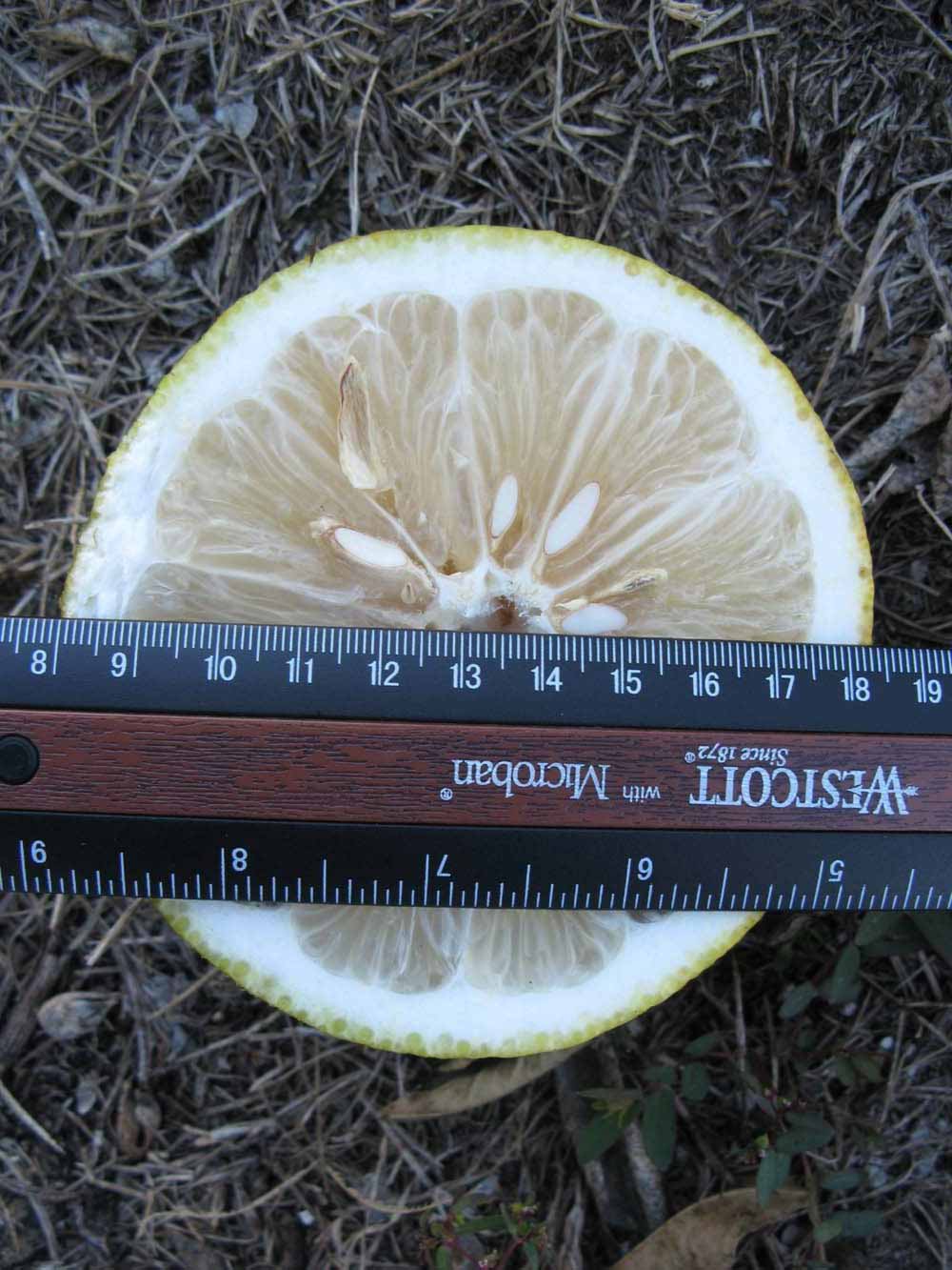              Fruit cross-section (Winter Haven, FL)       